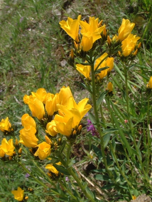 Linum capitatum / Lino capitato